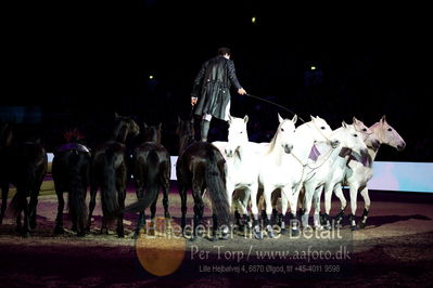 Dansk varmblod hingstekåring.
galashow
Nøgleord: lorenzo