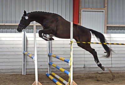 Følskue - hoppekåringer-schau
Ringsted 2018
Nøgleord: celindo by uniqhors