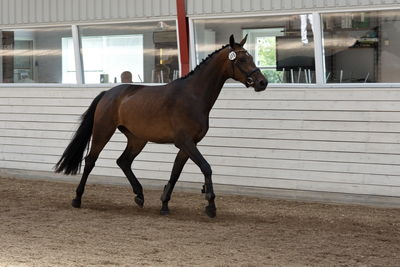 Følskue - hoppekåringer-schau
Ringsted 2018
Nøgleord: coco chanel blue