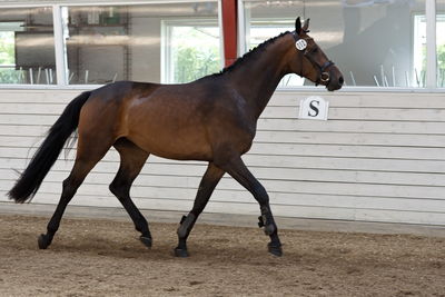 Følskue - hoppekåringer-schau
Ringsted 2018
Nøgleord: coco chanel blue