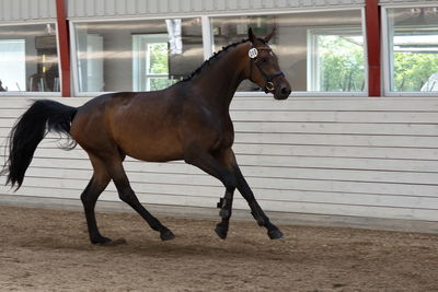 Følskue - hoppekåringer-schau
Ringsted 2018
Nøgleord: coco chanel blue