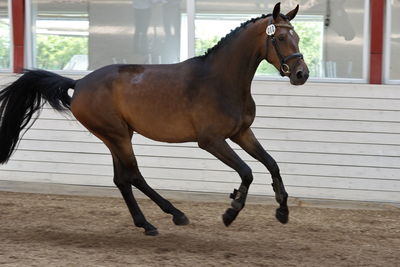 Følskue - hoppekåringer-schau
Ringsted 2018
Nøgleord: coco chanel blue