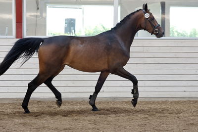 Følskue - hoppekåringer-schau
Ringsted 2018
Nøgleord: coco chanel blue