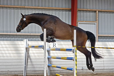 Følskue - hoppekåringer-schau
Ringsted 2018
Nøgleord: coco chanel blue