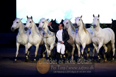 Dansk varmblod hingstekåring.
galashow
Nøgleord: lorenzo