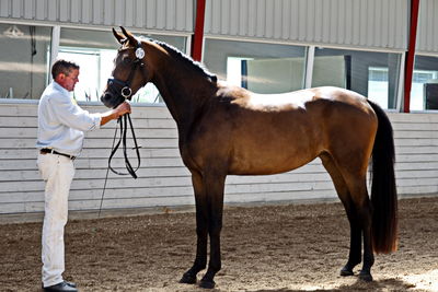 Følskue - hoppekåringer-schau
Ringsted 2018
Nøgleord: coco chanel blue