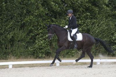 Følskue - hoppekåringer-schau
Ringsted 2018
Nøgleord: 2018-21;sezuan;don crusador