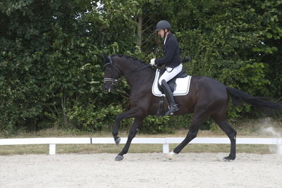 Følskue - hoppekåringer-schau
Ringsted 2018
Nøgleord: 2018-21;sezuan;don crusador