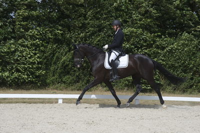 Følskue - hoppekåringer-schau
Ringsted 2018
Nøgleord: 2018-21;sezuan;don crusador