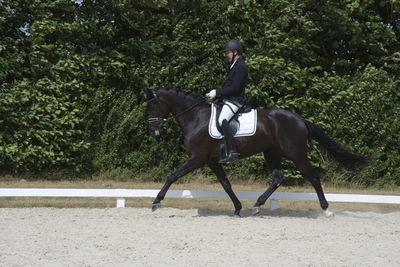 Følskue - hoppekåringer-schau
Ringsted 2018
Nøgleord: 2018-21;sezuan;don crusador