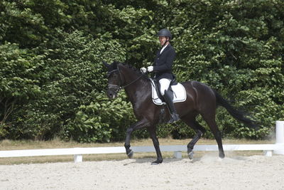 Følskue - hoppekåringer-schau
Ringsted 2018
Nøgleord: 2018-21;sezuan;don crusador