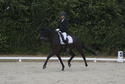 Følskue - hoppekåringer-schau
Ringsted 2018
Nøgleord: 2018-21;sezuan;don crusador