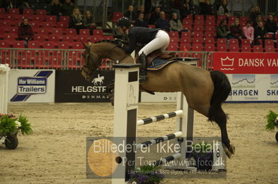 Dansk varmblod hingstekåring.
Unghestechampionatet spring
Nøgleord: casey;trine lindberg