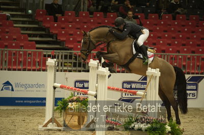 Dansk varmblod hingstekåring.
Unghestechampionatet spring
Nøgleord: caracas bkh;søren hedegård