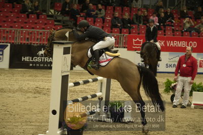 Dansk varmblod hingstekåring.
Unghestechampionatet spring
Nøgleord: caracas bkh;søren hedegård