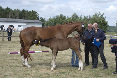 Følskue - hoppekåringer-schau
Ringsted 2018
Nøgleord: søren christiansen;charlotte grønlund;libertad;abanos;amazing grace l;2018-23