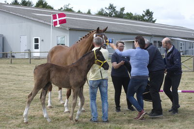 Følskue - hoppekåringer-schau
Ringsted 2018
Nøgleord: søren christiansen;charlotte grønlund;libertad;abanos;amazing grace l;2018-23