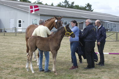 Følskue - hoppekåringer-schau
Ringsted 2018
Nøgleord: søren christiansen;charlotte grønlund;libertad;abanos;amazing grace l;2018-23