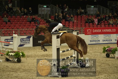 Dansk varmblod hingstekåring.
Unghestechampionatet spring
Nøgleord: ullerups carlo;renee ulvsbjerg