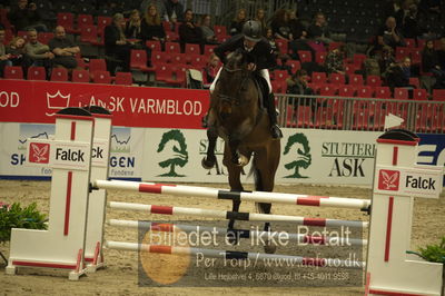 Dansk varmblod hingstekåring.
Unghestechampionatet spring
Nøgleord: lykkehøjs fabian;morten grøftehauge