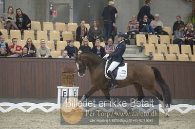 Dansk Rideforbunds Championats finaler 2018 dressur
Dansk Rideforbunds Championats finaler 2018
5 års præmie - 6års klassen
Nøgleord: emma ahlberg;vestervangs  garson