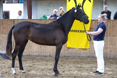 Følskue - hoppekåringer-schau
Grindsted 2018
Nøgleord: 2018-25;first  choice;warkant