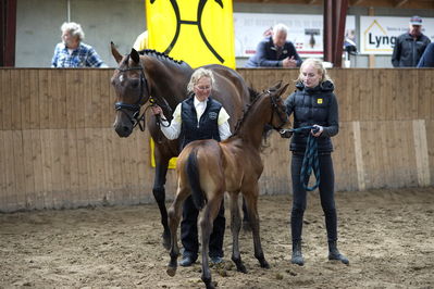 Følskue - hoppekåringer-schau
Grindsted 2018
Nøgleord: 2018-34;buckingham;florist;karin nisssen