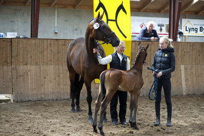 Følskue - hoppekåringer-schau
Grindsted 2018
Nøgleord: 2018-34;buckingham;florist;karin nisssen