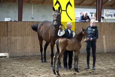 Følskue - hoppekåringer-schau
Grindsted 2018
Nøgleord: 2018-34;buckingham;florist;karin nisssen