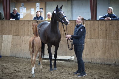 Følskue - hoppekåringer-schau
Grindsted 2018
Nøgleord: 2018-36;lone wollesen;santiago;white star