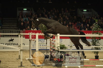 Dansk varmblod hingstekåring.
Løsspringning 3 års hingste
Nøgleord: bøgegårdens bamuda