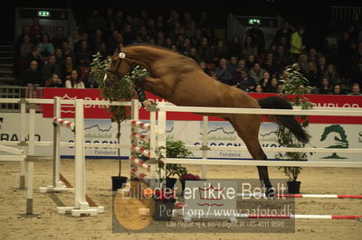 Dansk varmblod hingstekåring.
Løsspringning 3 års hingste
Nøgleord: vong's brunello