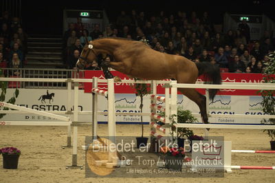 Dansk varmblod hingstekåring.
Løsspringning 3 års hingste
Nøgleord: vong's brunello