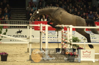 Dansk varmblod hingstekåring.
Løsspringning 3 års hingste
Nøgleord: carsch me