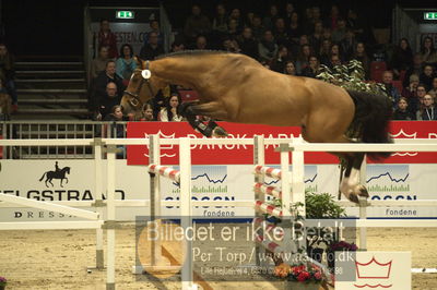 Dansk varmblod hingstekåring.
Løsspringning 3 års hingste
Nøgleord: kannantos