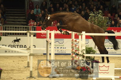 Dansk varmblod hingstekåring.
Løsspringning 3 års hingste
Nøgleord: perignon