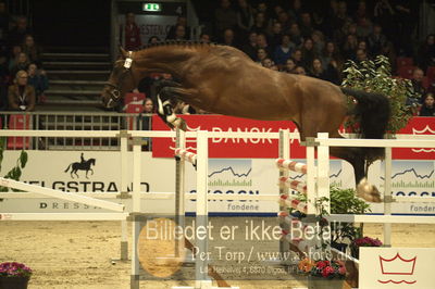 Dansk varmblod hingstekåring.
Løsspringning 3 års hingste
Nøgleord: perignon