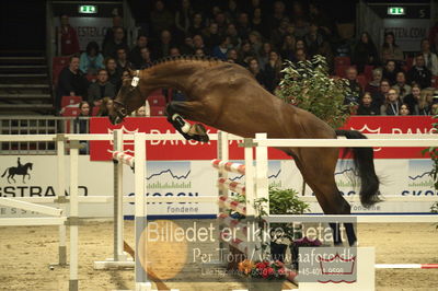 Dansk varmblod hingstekåring.
Løsspringning 3 års hingste
Nøgleord: perignon