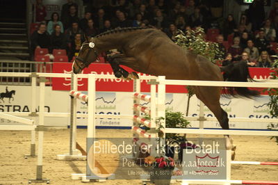 Dansk varmblod hingstekåring.
Løsspringning 3 års hingste
Nøgleord: quito