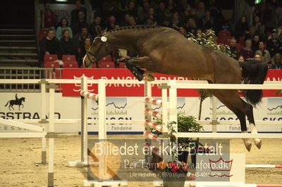 Dansk varmblod hingstekåring.
Løsspringning 3 års hingste
Nøgleord: quito