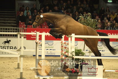 Dansk varmblod hingstekåring.
Løsspringning 3 års hingste
Nøgleord: bjerglunds quandillo