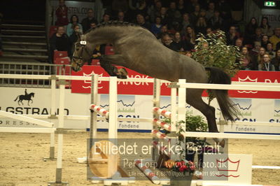 Dansk varmblod hingstekåring.
Løsspringning 3 års hingste
Nøgleord: syvhøjegårds  unforgetable