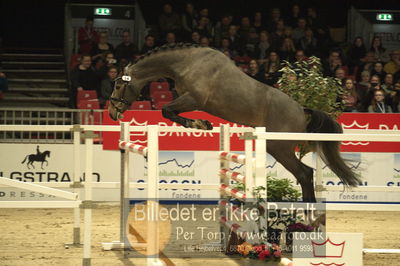 Dansk varmblod hingstekåring.
Løsspringning 3 års hingste
Nøgleord: syvhøjegårds  unforgetable