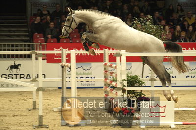 Dansk varmblod hingstekåring.
Løsspringning 3 års hingste
Nøgleord: ab&#039;s qirocco blue