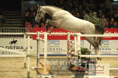 Dansk varmblod hingstekåring.
Løsspringning 3 års hingste
Nøgleord: ab&#039;s qirocco blue