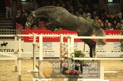 Dansk varmblod hingstekåring.
Løsspringning 3 års hingste
Nøgleord: con corazon