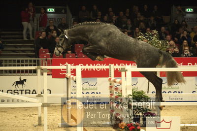 Dansk varmblod hingstekåring.
Løsspringning 3 års hingste
Nøgleord: con corazon