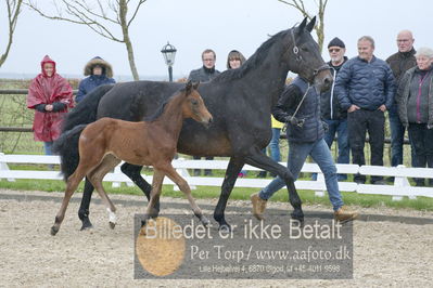 benthus 2018
Billeder fra åbenthus 2018
Nøgleord: Katrinelund;casall sem;føl