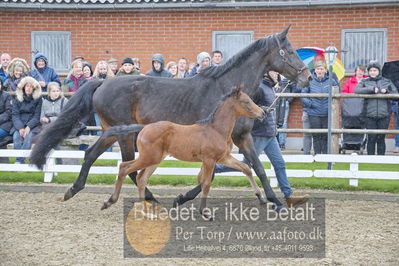 benthus 2018
Billeder fra åbenthus 2018
Nøgleord: Katrinelund;casall sem;føl