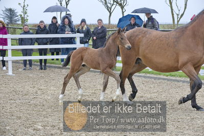 benthus 2018
Billeder fra åbenthus 2018
Nøgleord: Katrinelund;hesselhøj donkey boy;føl